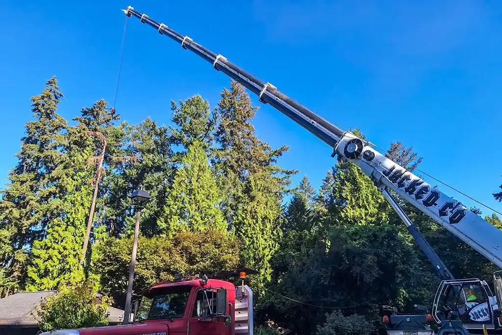 A white Jacked Co crane with its boom extended high over tall evergreen trees, with a red heavy-duty truck parked below. The crane's cable drops down into the tree canopy, performing tree service work against a clear blue sky.